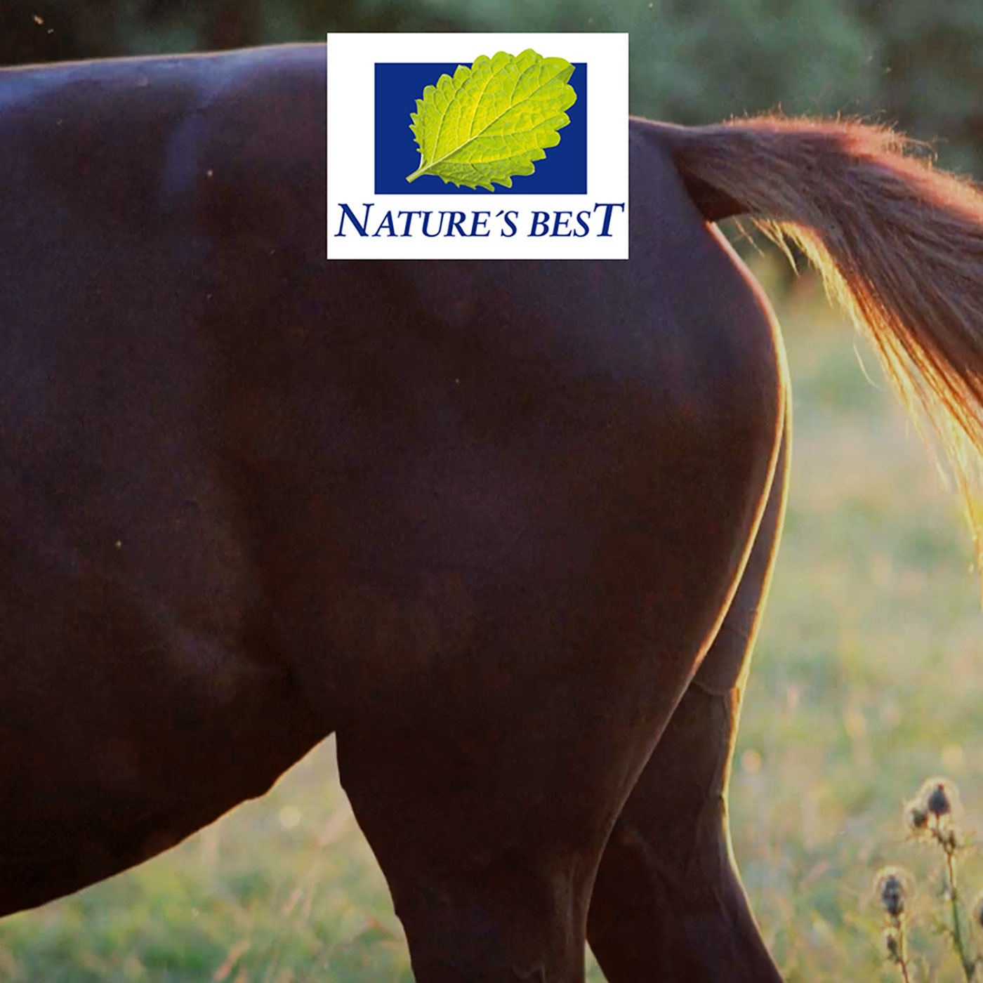 Kotwasser bei Pferden Kotwasser bei Pferden