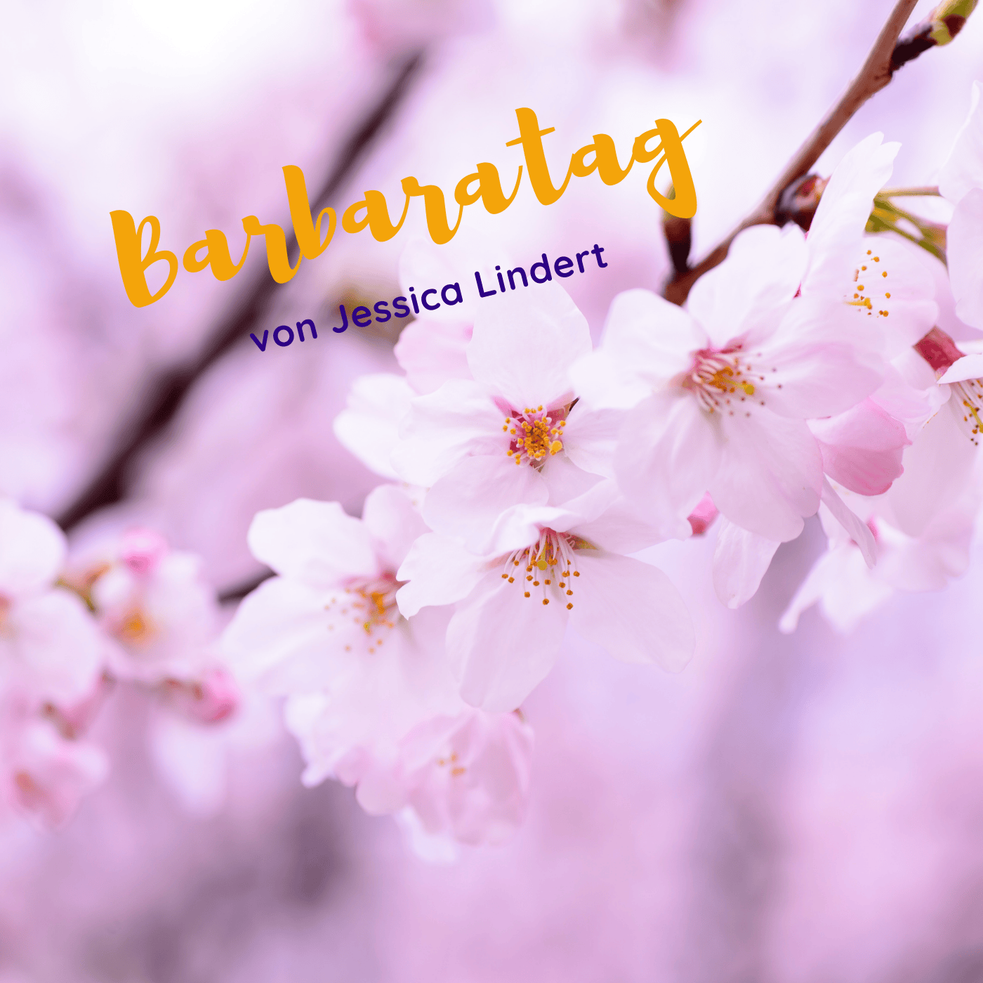 Barbaratag - warten auf die Blüten